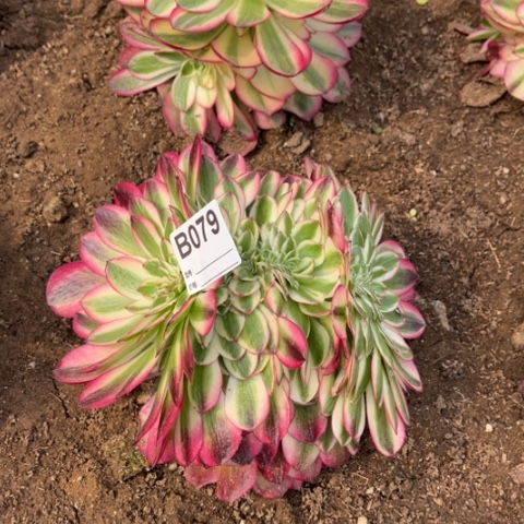 多肉植物倾城缀化
