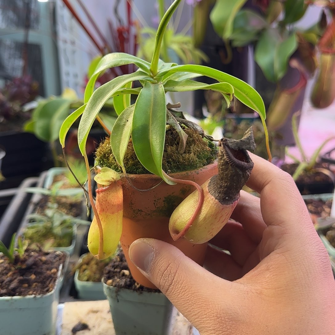 养***兵完全开放红唇葫芦猪笼草