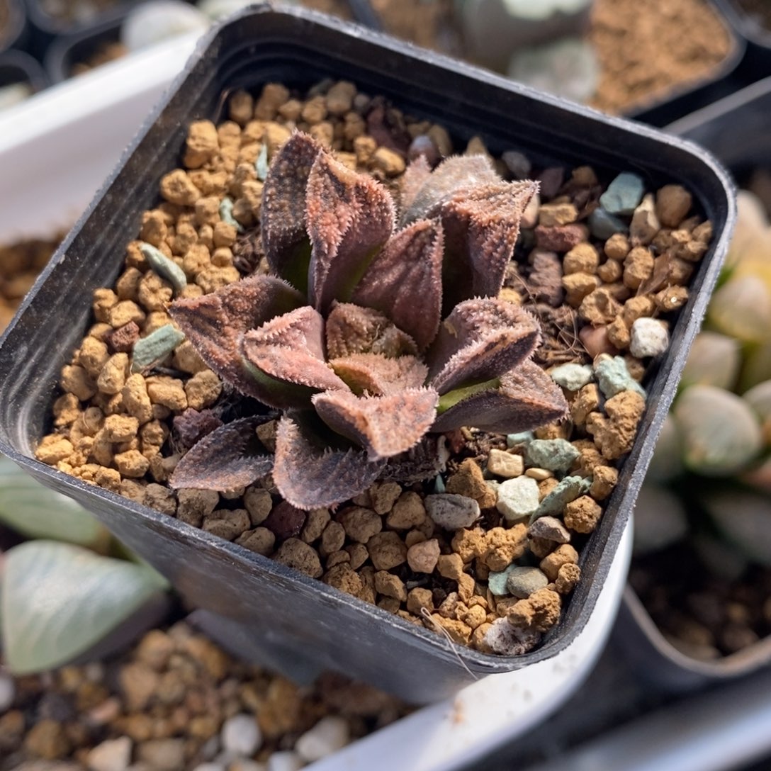 A***12644 一颗福利。  