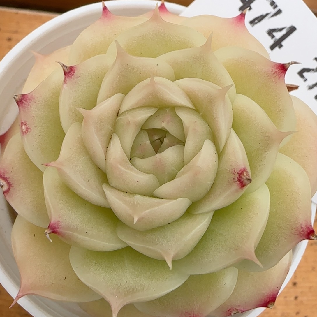 花语逸镜0207-474