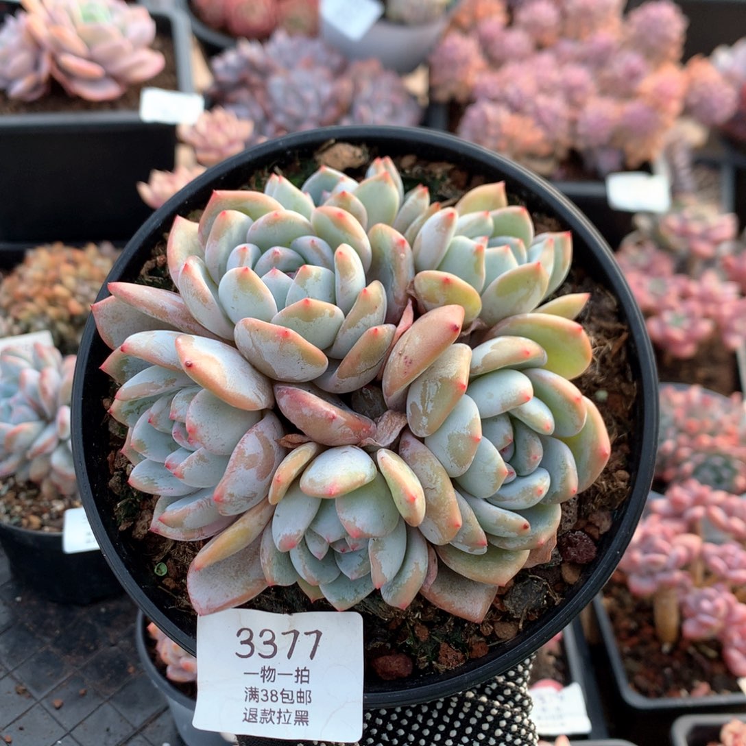 12.5厘米捧花石榴籽3377