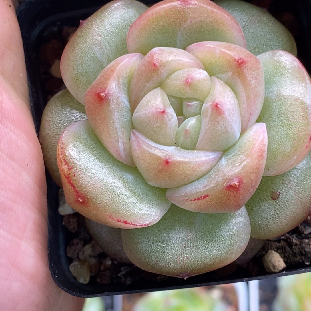 新品白底无名可以拍