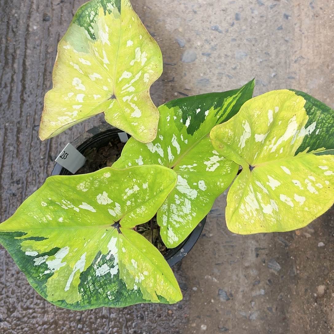 253-0123大黄蜂彩叶芋泰国发货