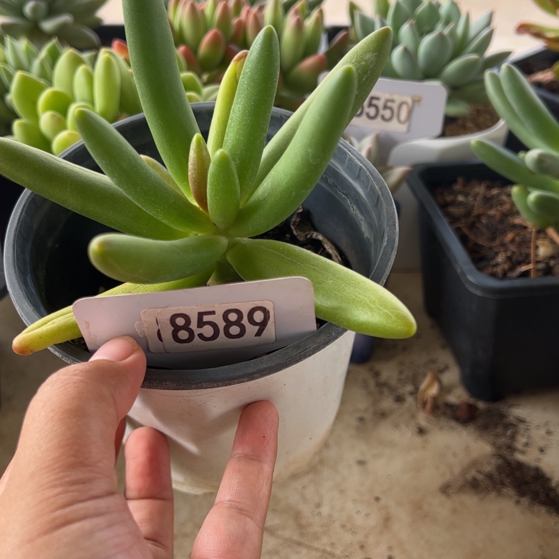 【闪购商品】椰子树。 8589。11111111