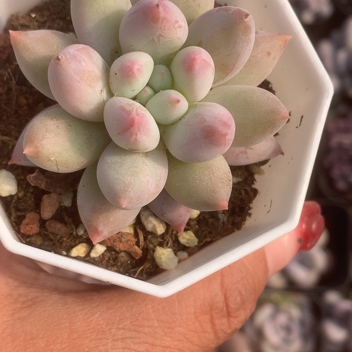 所罗门。（满9.99包邮不满9.99发叶子）