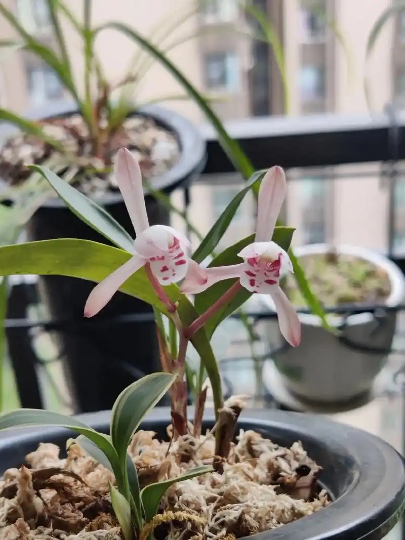 兔耳兰花卉盆景直播间一物一拍