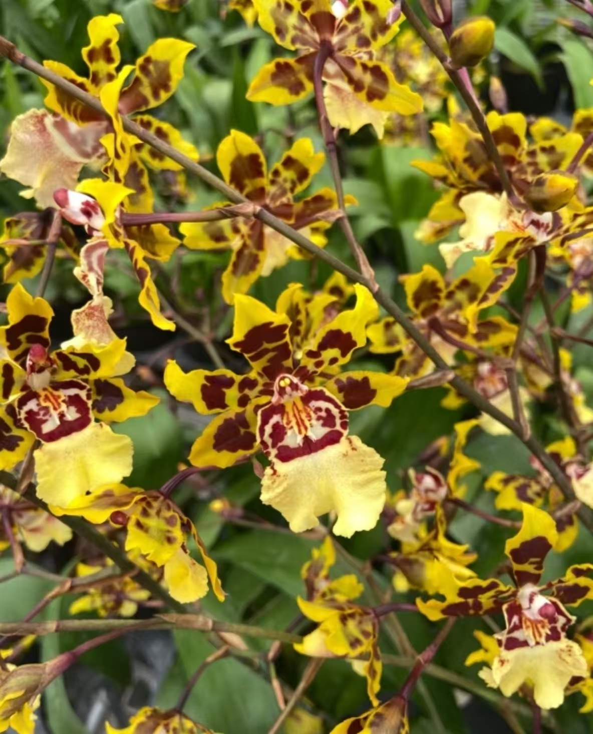 【黄猫文心兰】 开花带豹纹  花量大 花期长