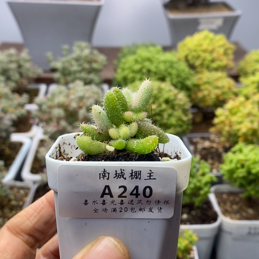 240雷同锦枝干番杏