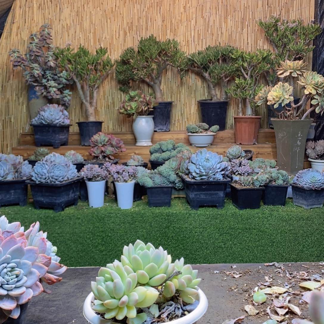 晴****^D145号软林玉多肉