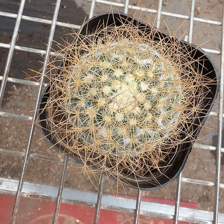 海泉单头球5仙人球