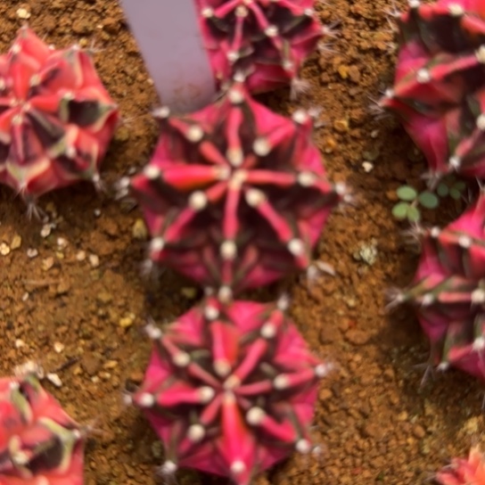 弑*67-0123泰国发货多肉