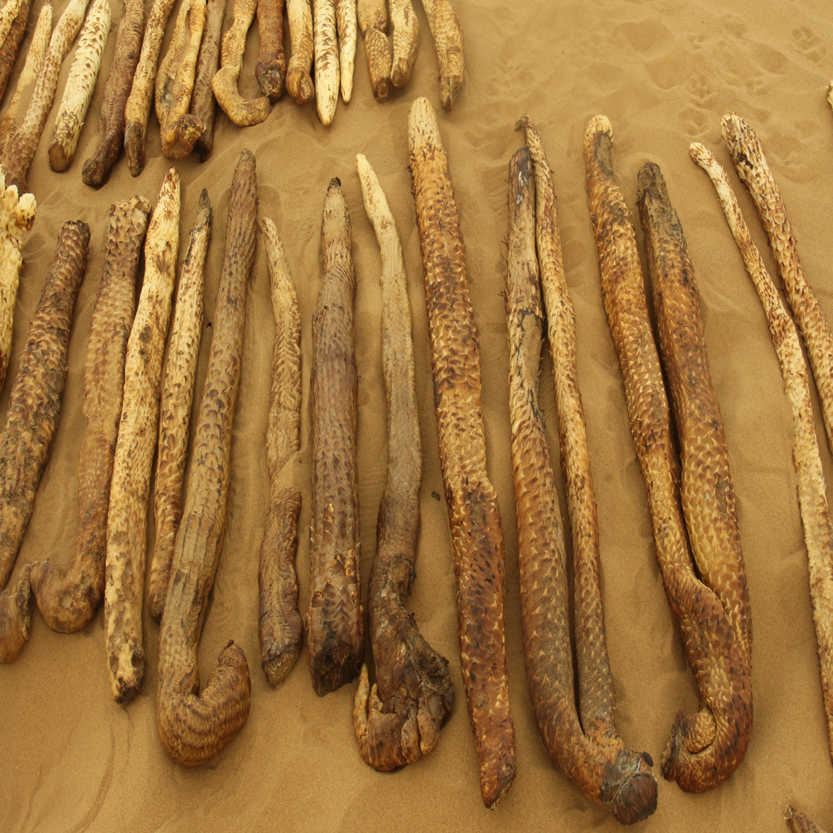 大货  一物一拍  可以现场选货称重