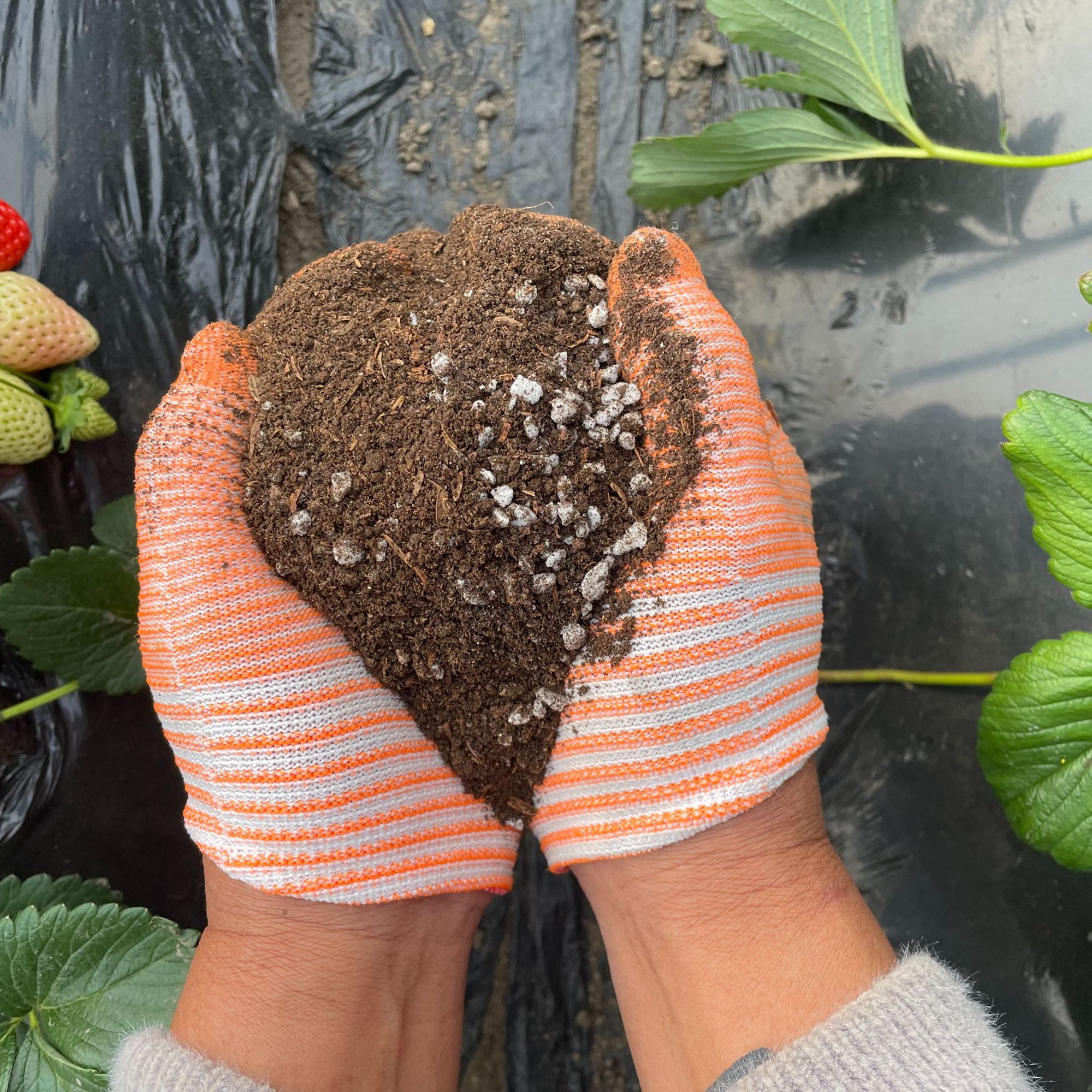 【营养土花土营养土花土种植土养花草莓苗专用5斤装】