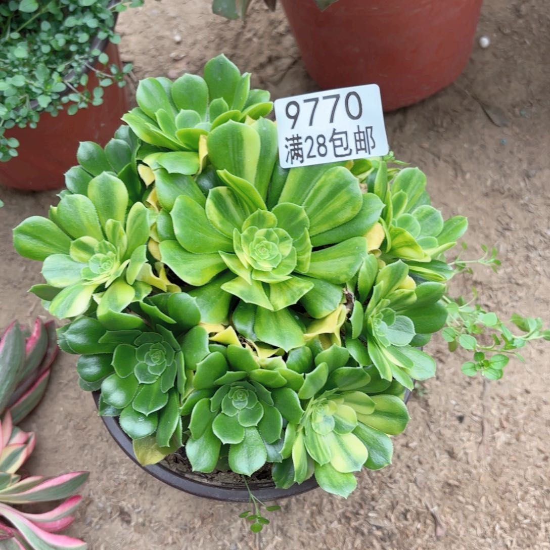 A.   9770五彩琉璃多肉