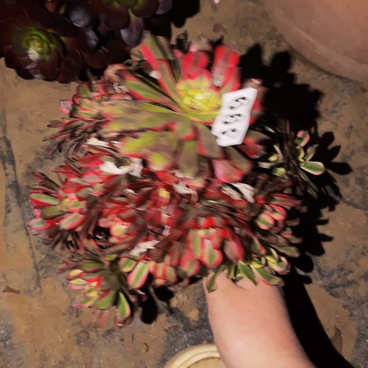 399云姬多肉植物