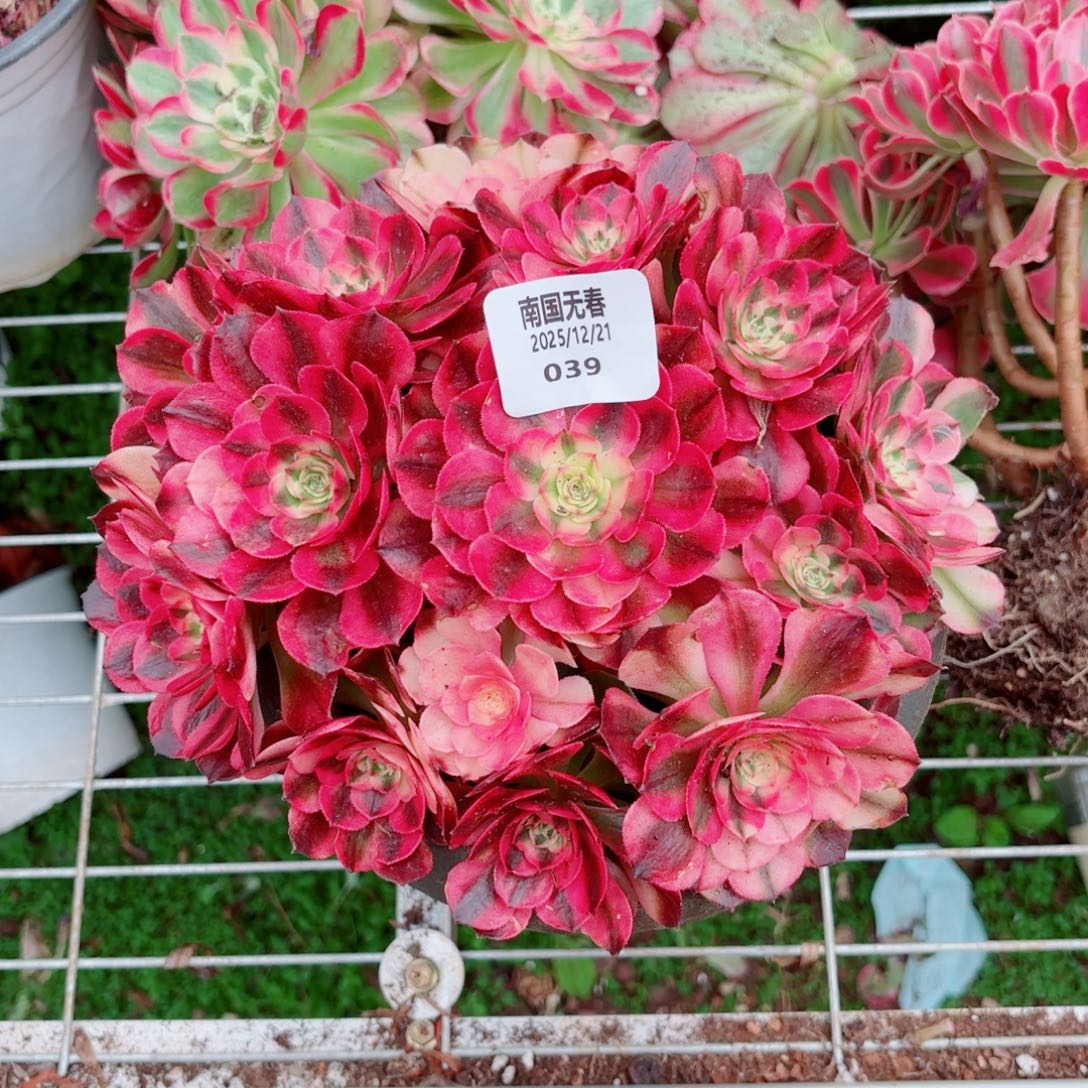 一物一拍多肉法师39