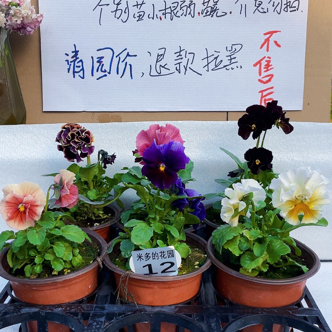 大部分花苞少量开放12