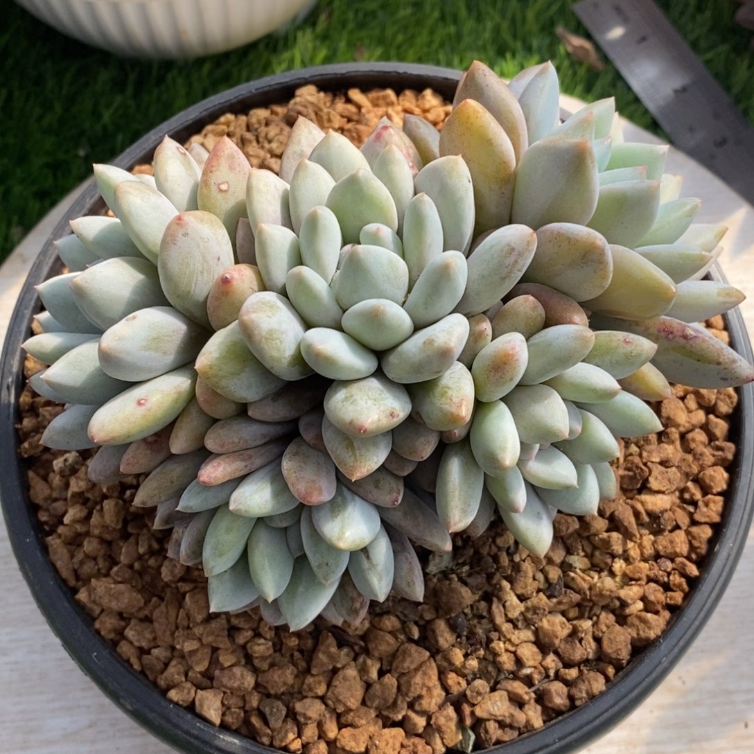 半夏石化群生链接