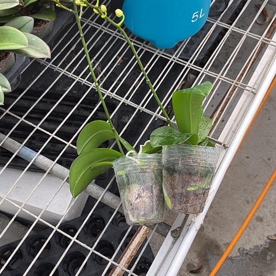 完全开放刘氏幻想2.8消苞不售后