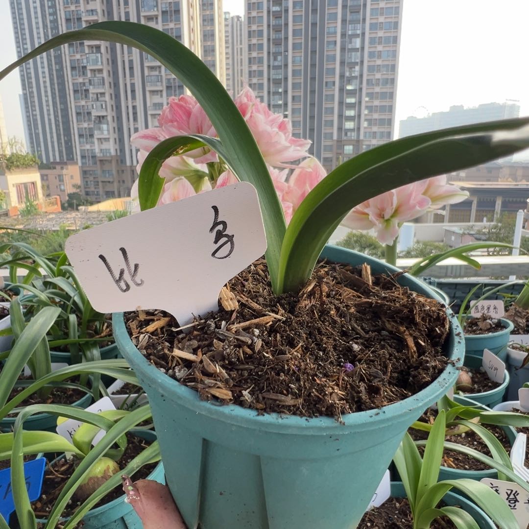 孙**&S孤挺花园 比翼鸟2.5