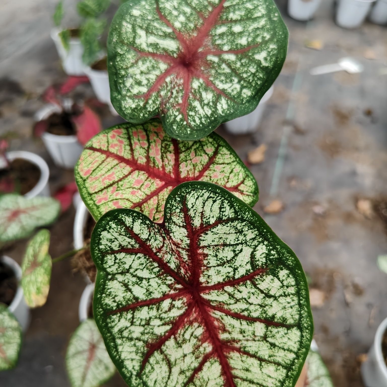 彩叶芋织锦中苗130青山盆+托+肥绿植热带福寿秋海棠