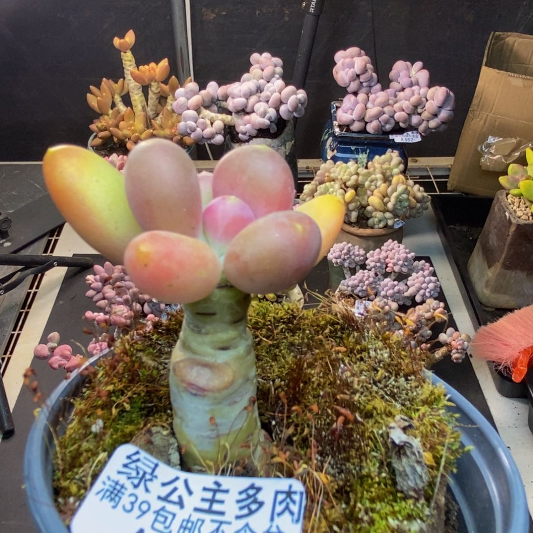 626芒果奶多肉4cm