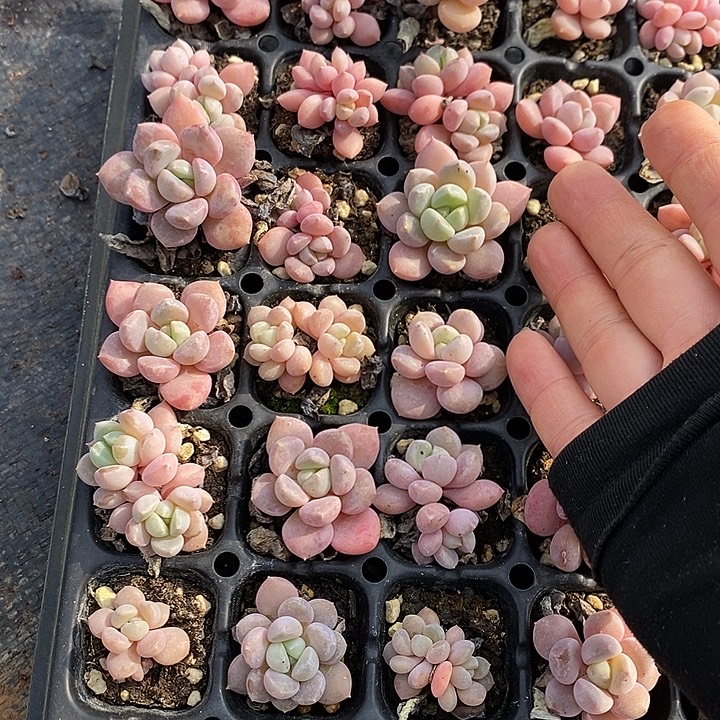 116 多肉植物盆栽花卉