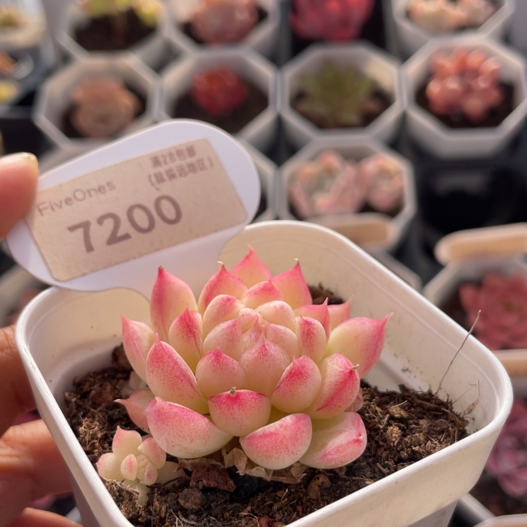 女王麦7200-4.5厘米