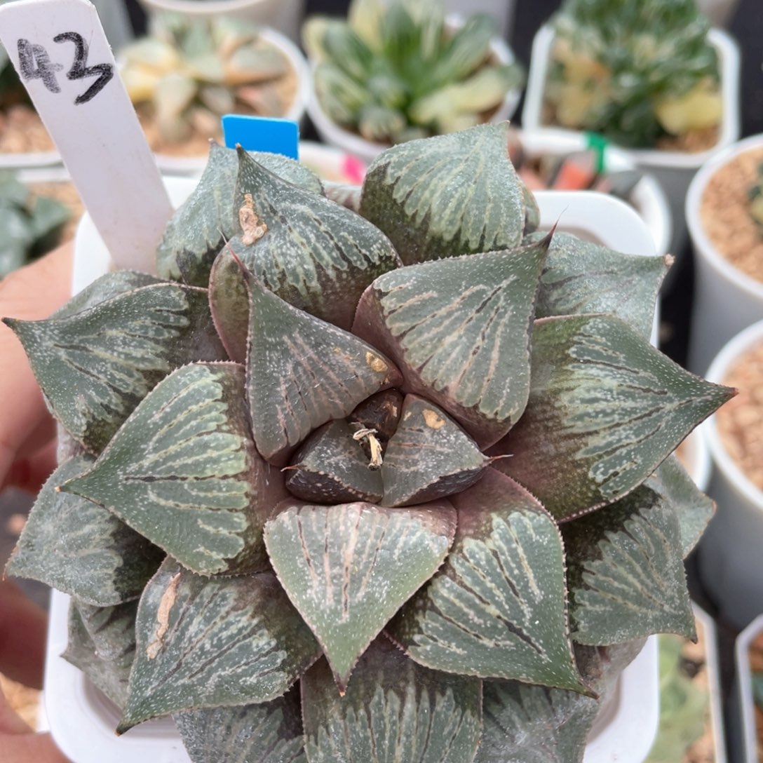 43红太阳白银。       