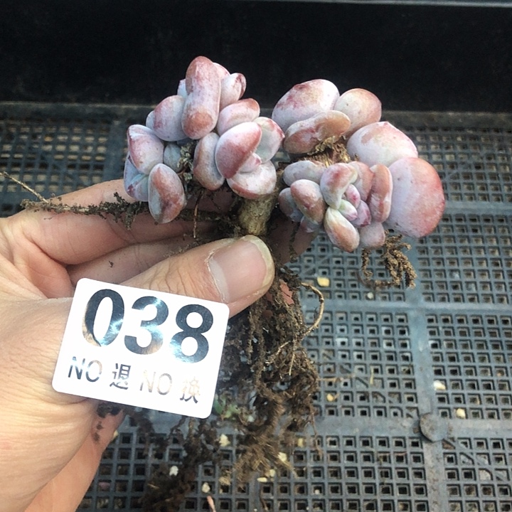 星影石榴籽福利出咯 038