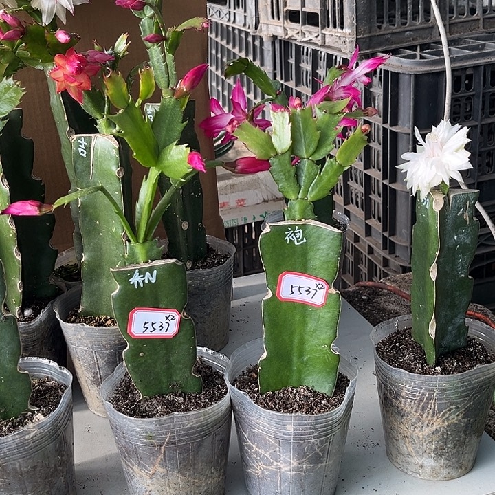 叶****当前无花朵，栽培后可花朵乔恩 大红袍