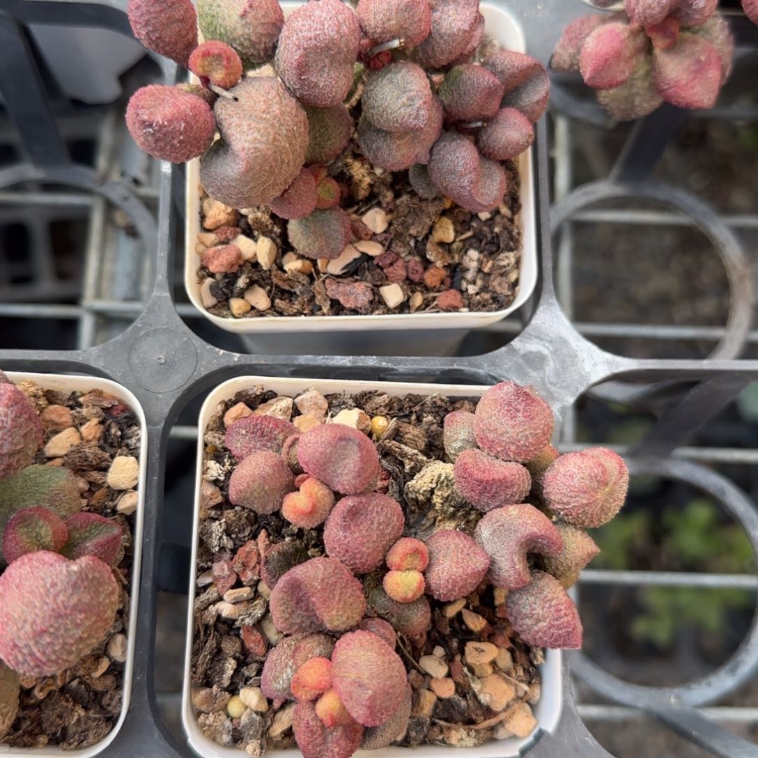 水蜜桃水泡植物多