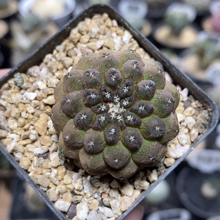 实生蜥蜴皮170号3.3cm