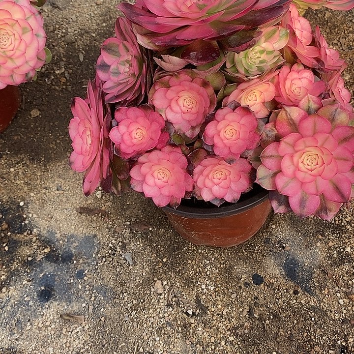 多肉植物荔枝065多肉