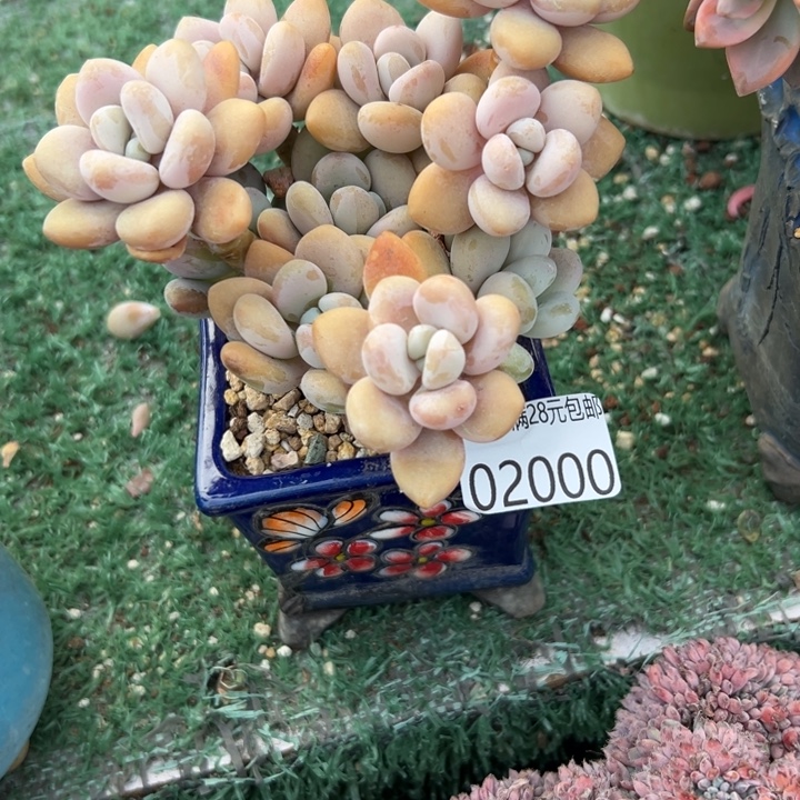 幸运儿是一位非常优秀幸运