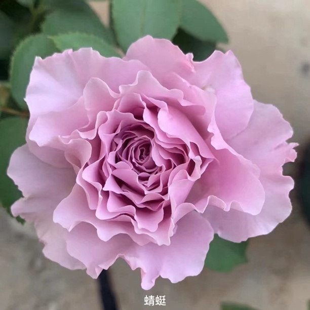 【蜻蜓】蓝紫色大花浓香丰花勤花扦插盆栽月季！