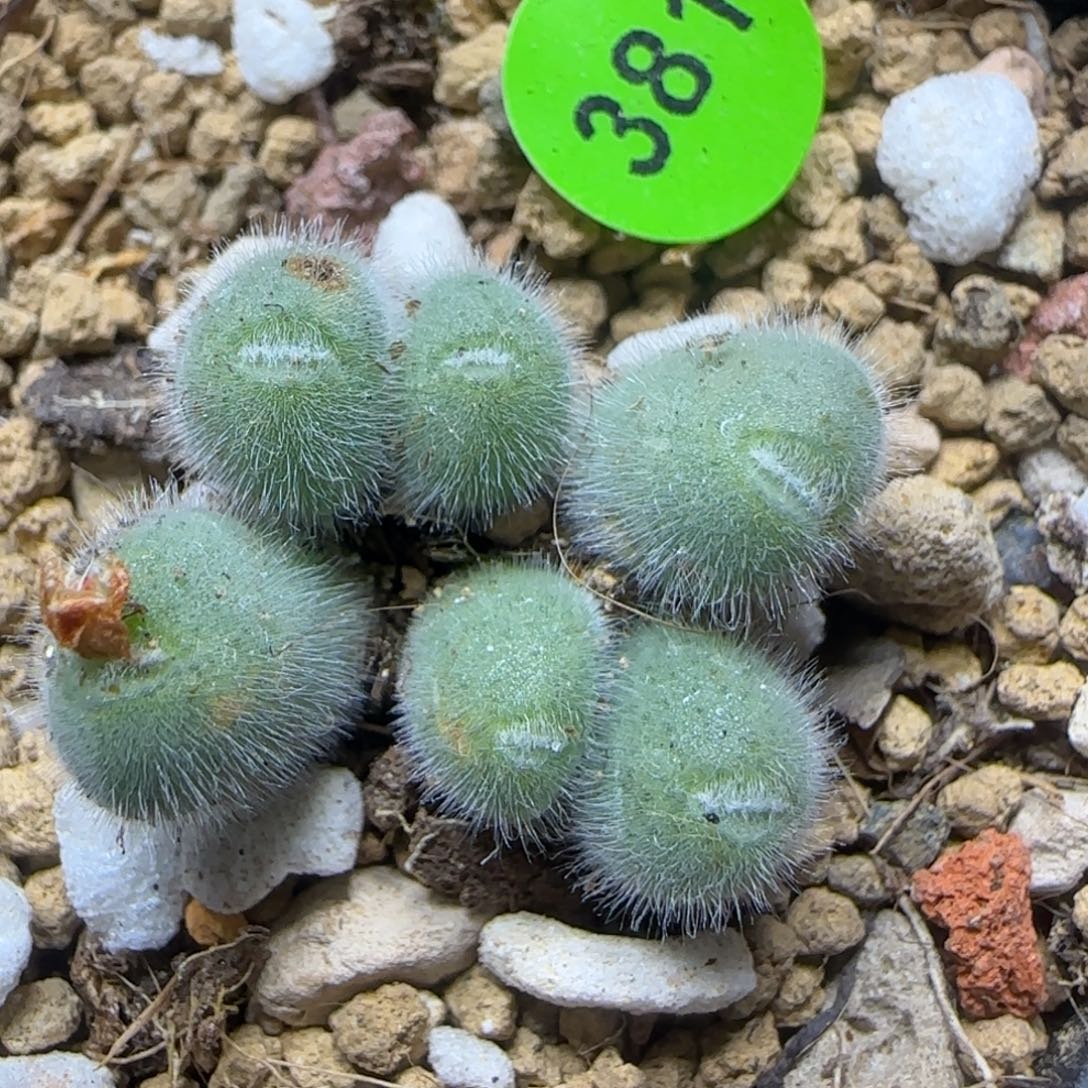 小美毛球群多肉植物381