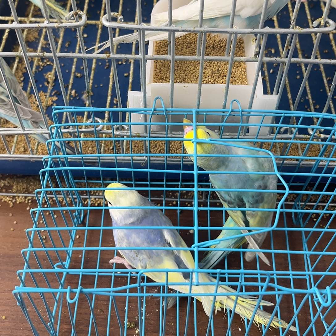 虎皮鹦鹉金彩鹦鹉