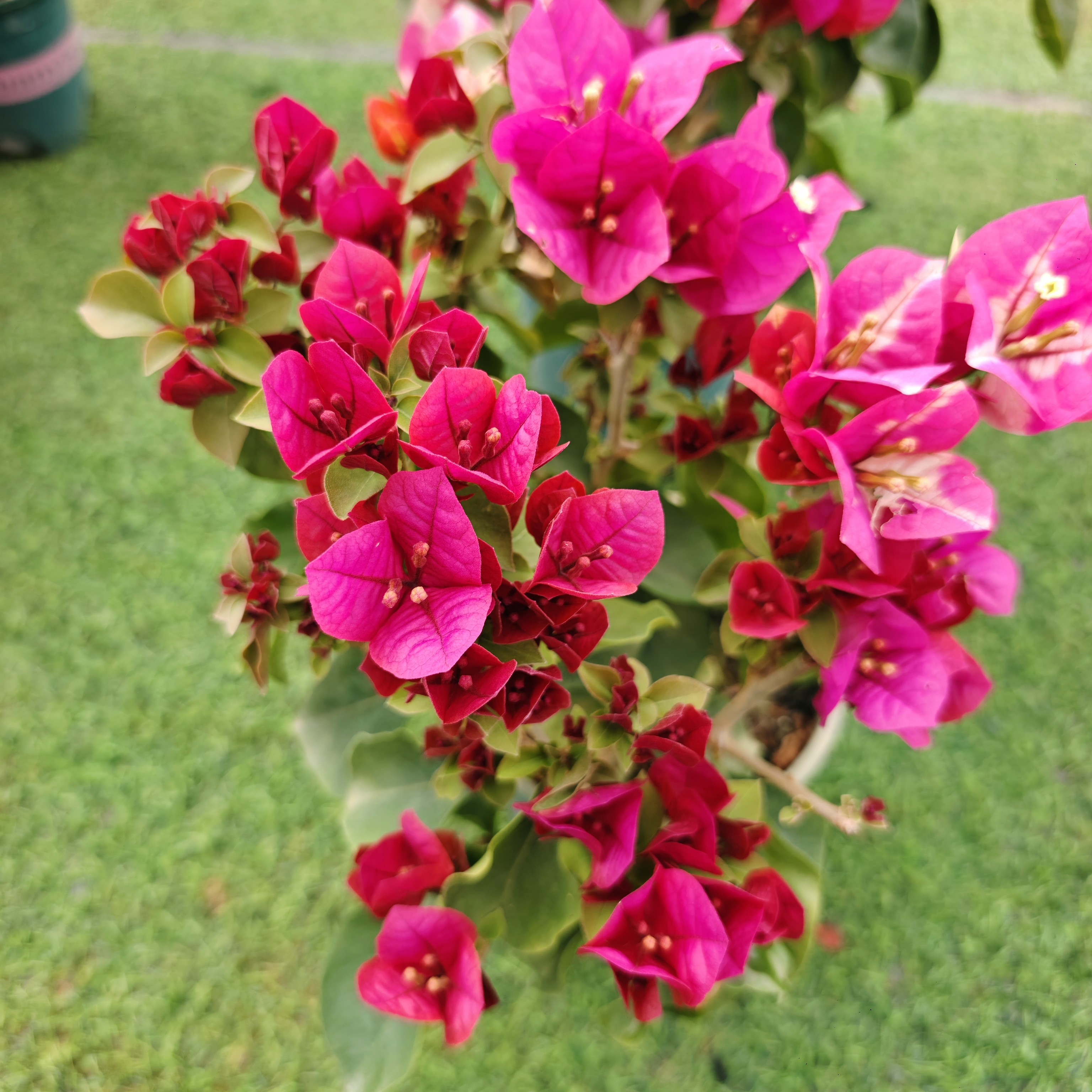 太妃糖 勤花复色系列