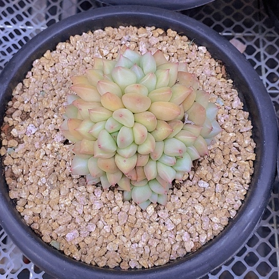 黄金象牙多肉植物