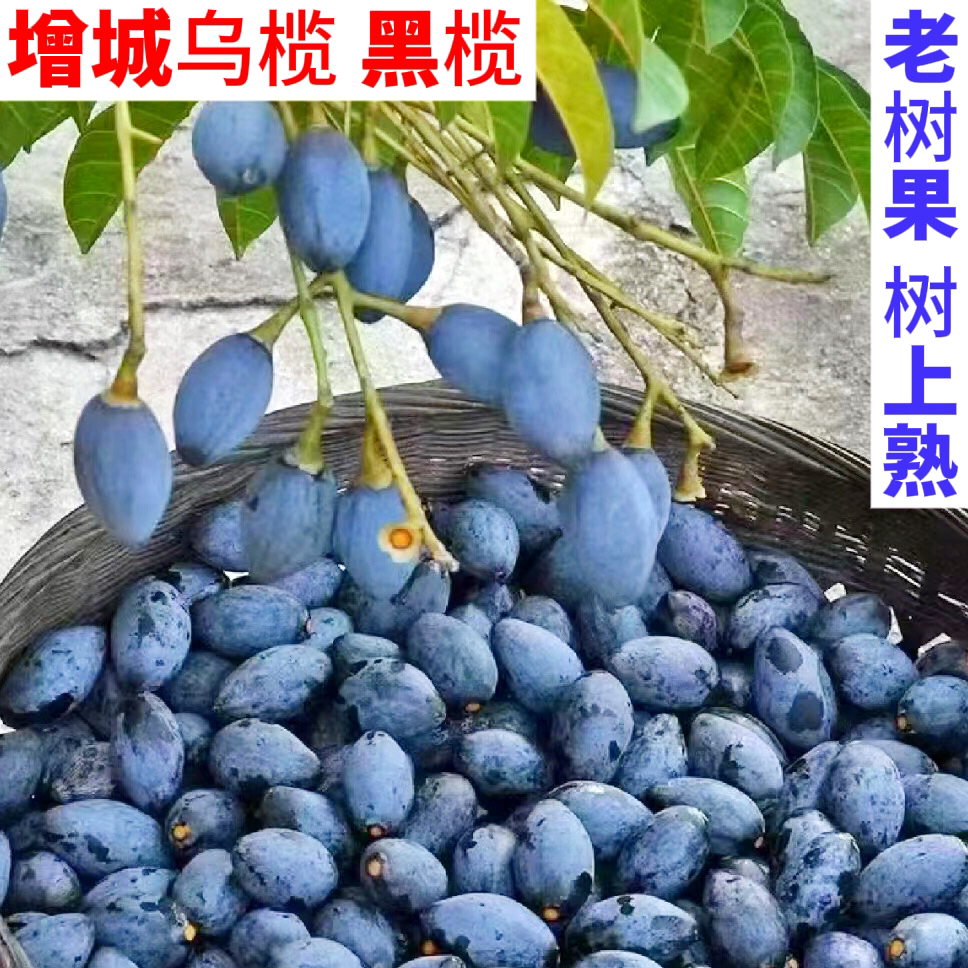 顺丰包邮｜增城产地乌榄新鲜采摘老树黑榄左尾西山乌榄黑橄榄榄角