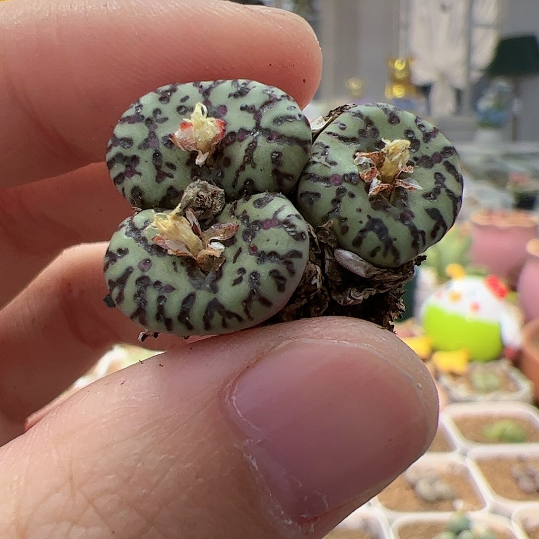 【闪购商品】377 开播福利