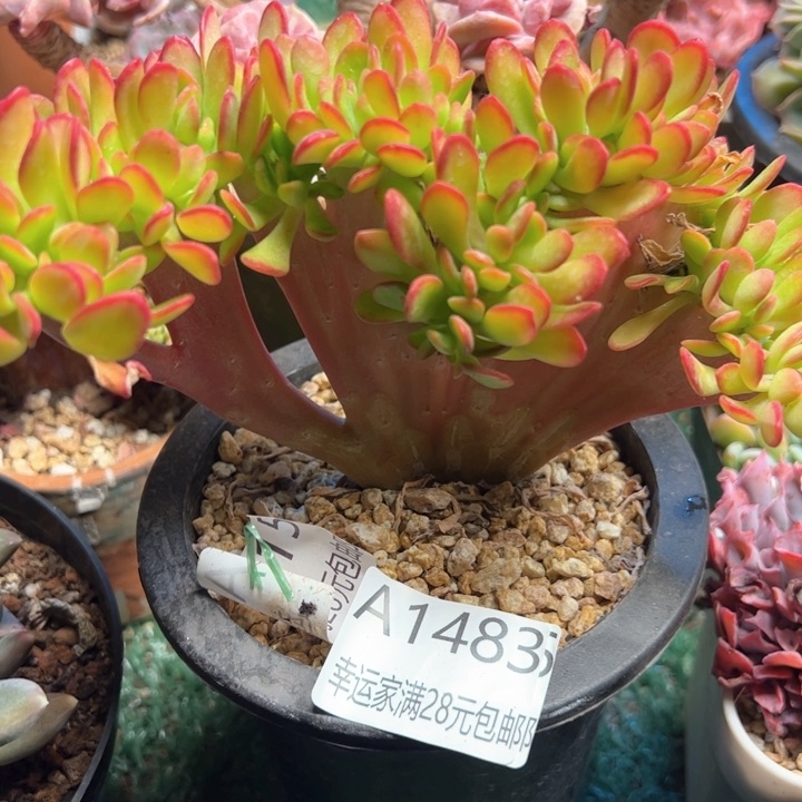 幸运颜色白色的小