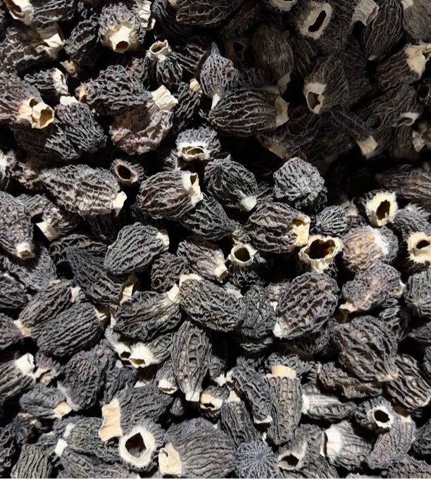 光帽六妹羊肚菌0705