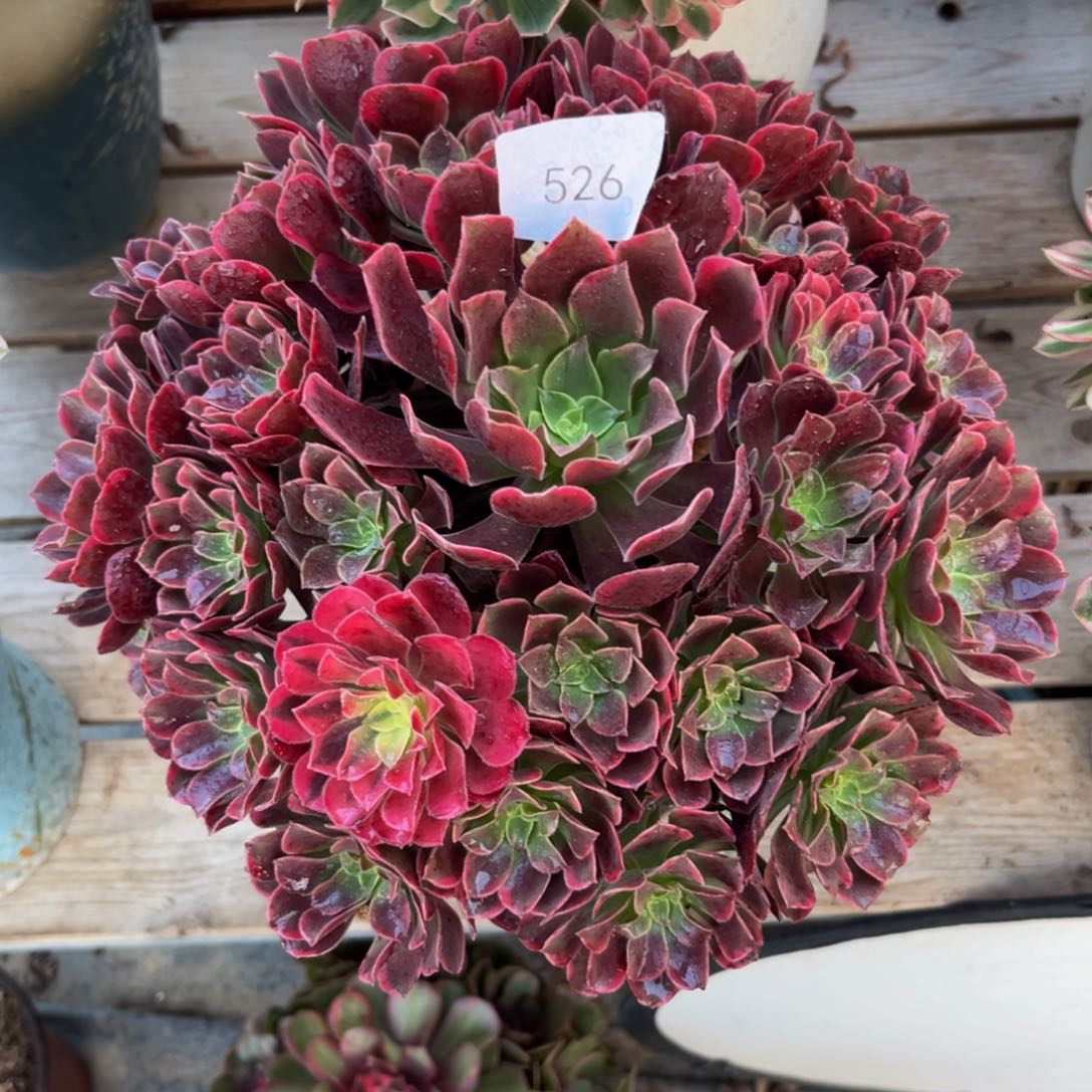 526金丝雀精品法师多肉