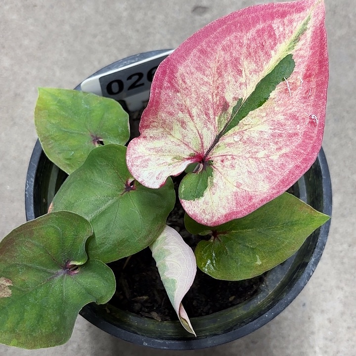 26-0524彩叶芋广东现货