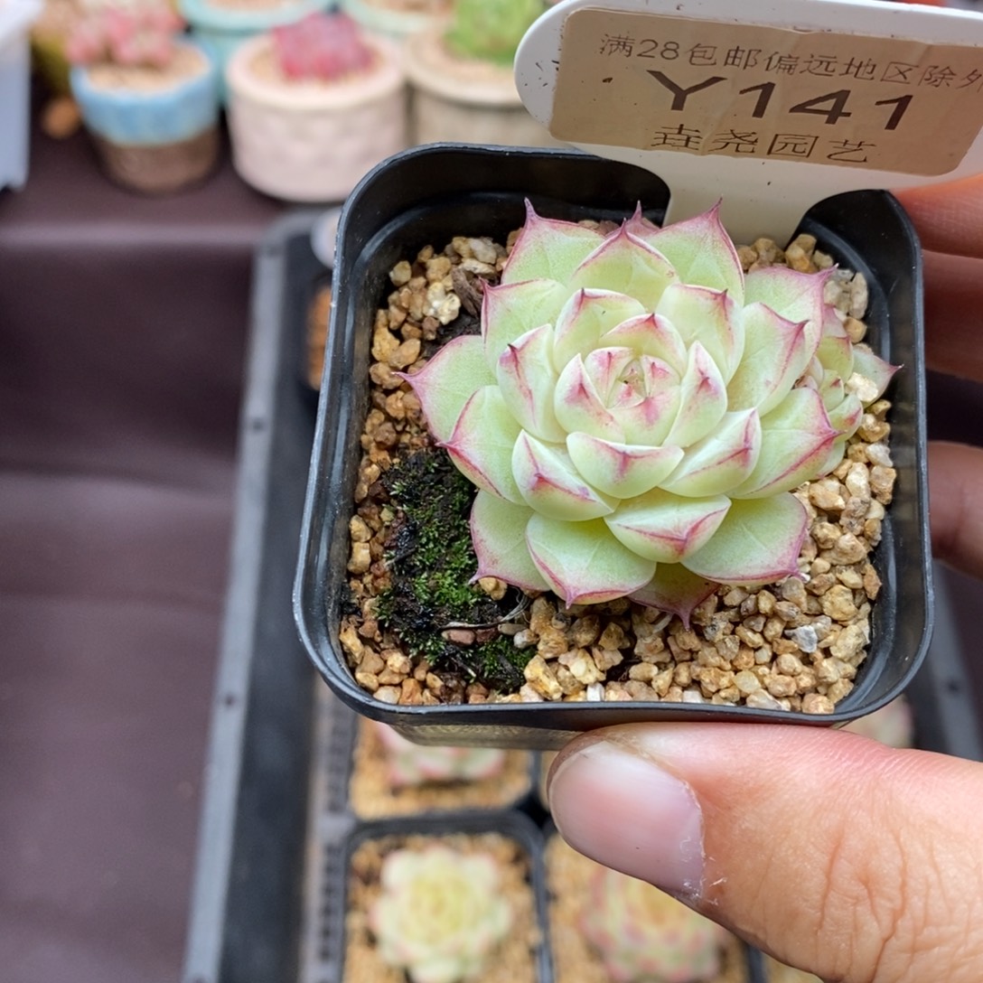 0141 女王单头 3.5cm 