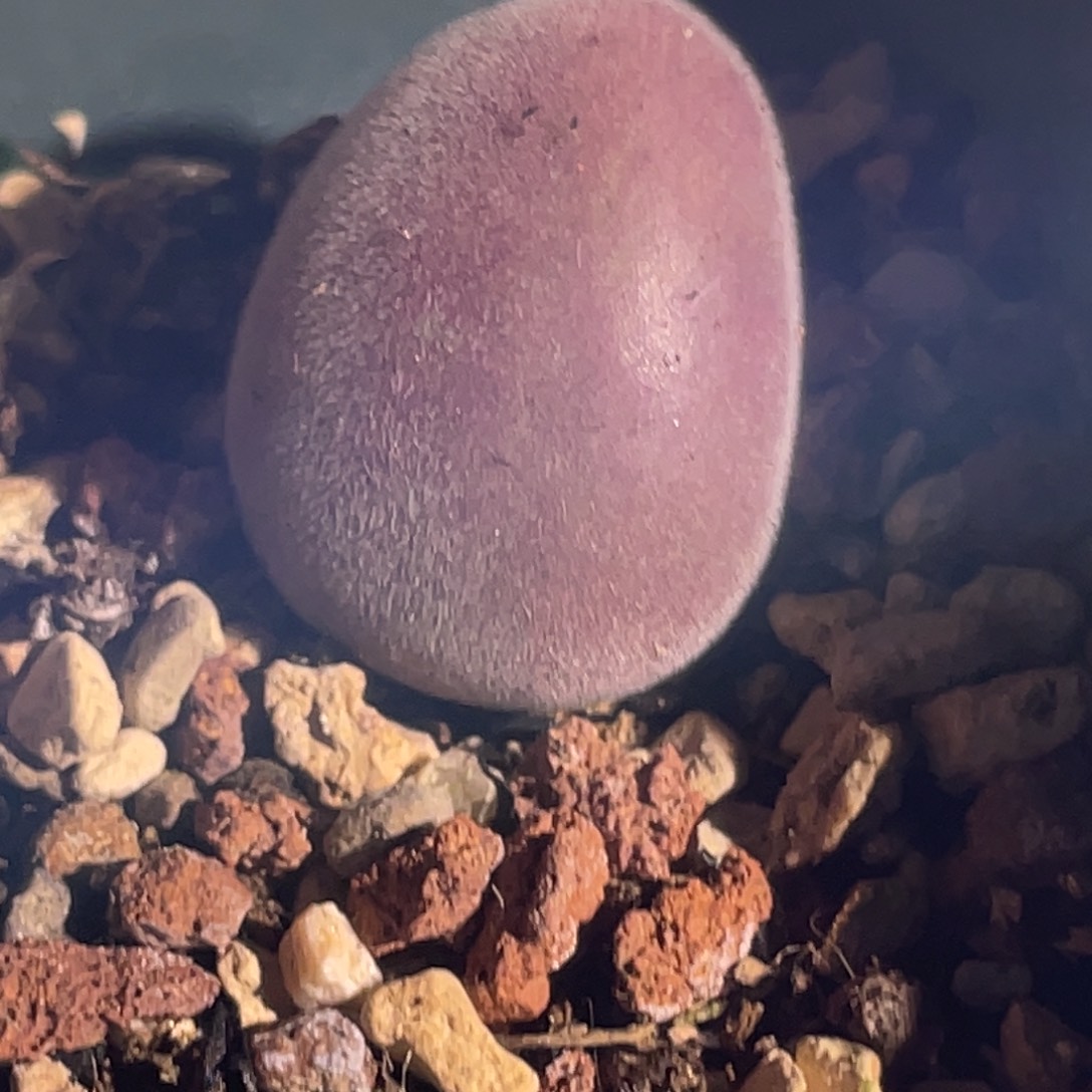 1.6单头4年半宝辉玉植物一物一拍