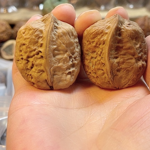 文玩核桃把件半壁异形阴皮色差37