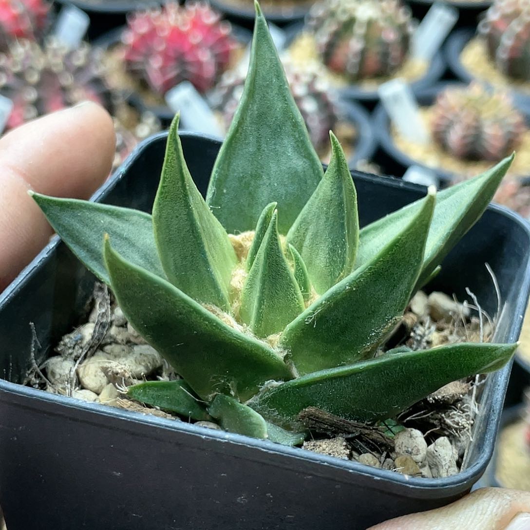 岩牡丹，实生龙牙